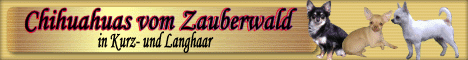 Chihuahuas vom Zauberwald